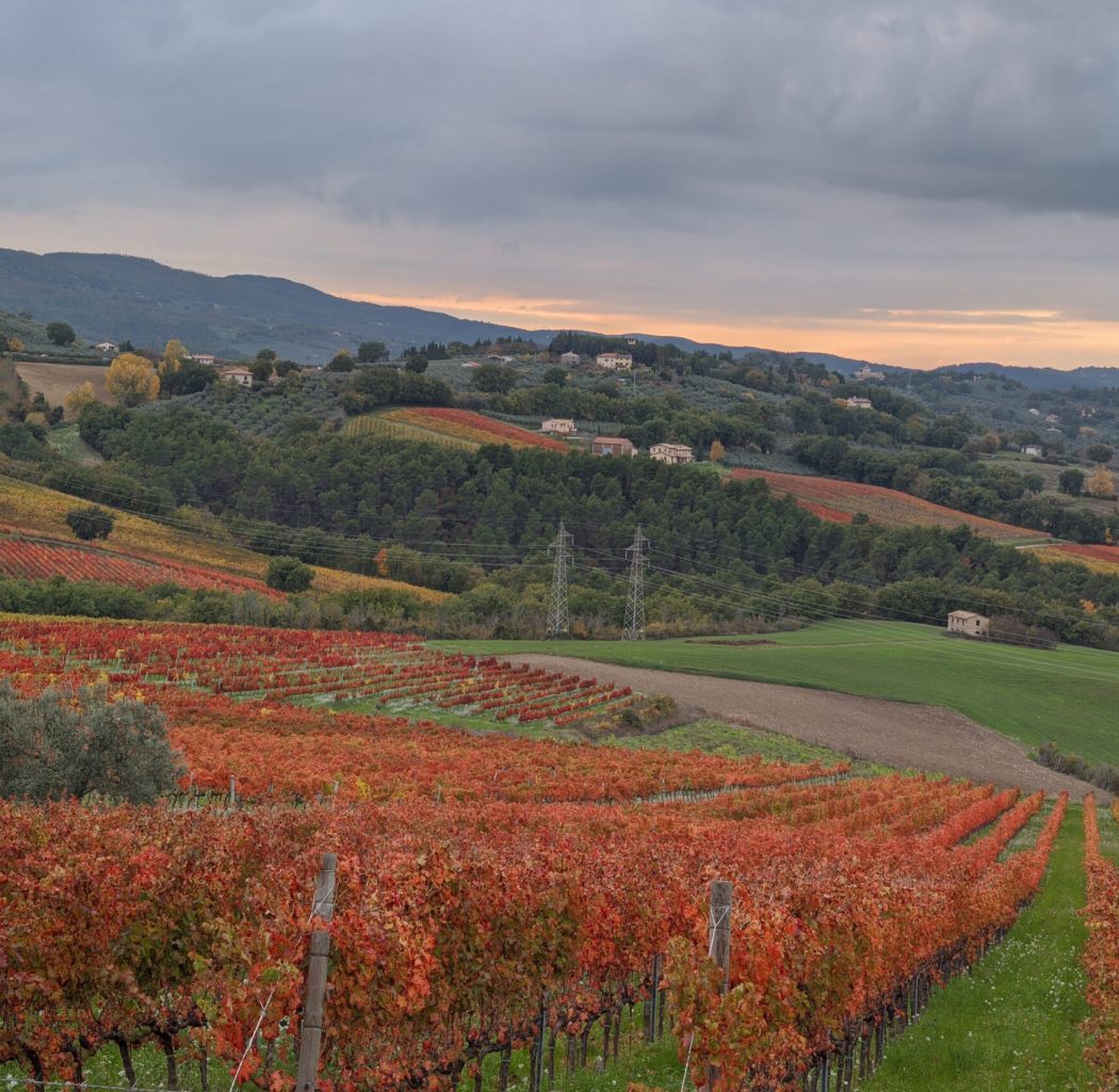 Degustazione a Montefalco